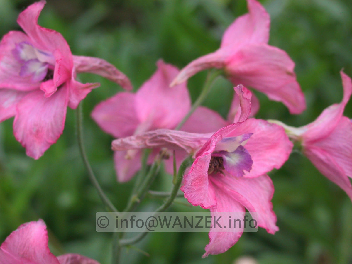 Delphinium ruysii Pink Sensation.JPG
